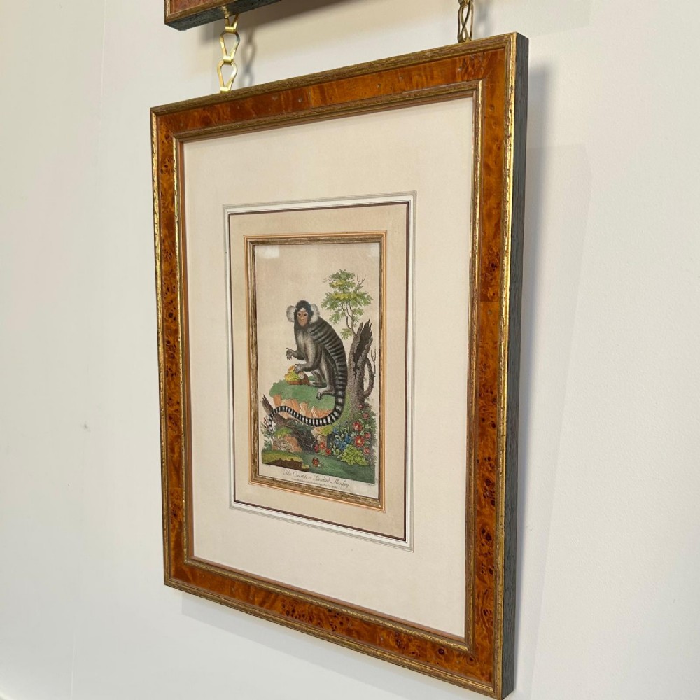 A set of six early nineteenth-century hand-coloured monkey engravings in burr wood frames suspended from a brass rail on chains. View V