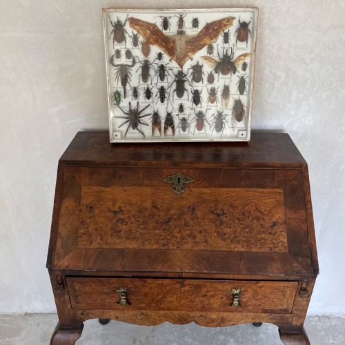 PRETTY QUEEN ANNE REVIVAL BURR ELM WALNUT WRITING DESK C 1920 - ADDITIONAL PHOTO 8