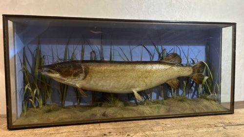 Large Cased Taxidermy Pike Caught River Itchen C1920