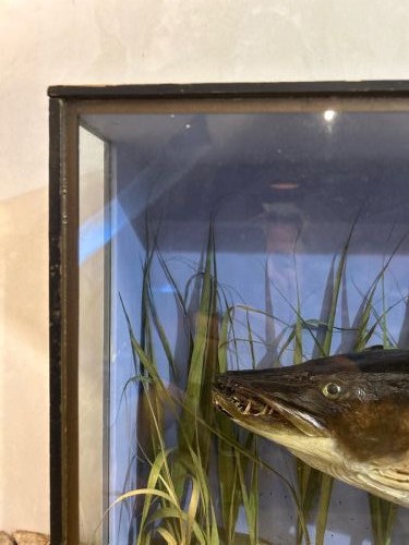 Large cased Taxidermy Pike caught river Itchen c1920 View VI