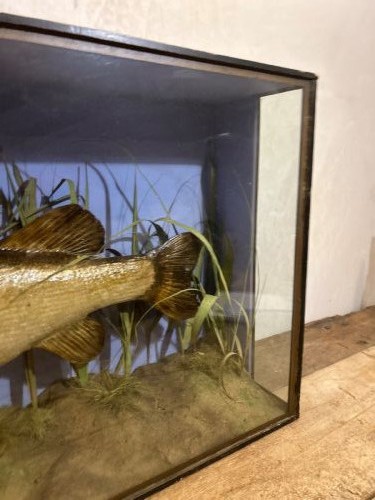 Large cased Taxidermy Pike caught river Itchen c1920 View VII
