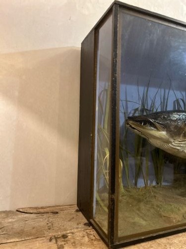 Large cased Taxidermy Pike caught river Itchen c1920 View VIII