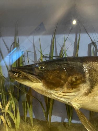 Large cased Taxidermy Pike caught river Itchen c1920 View IX