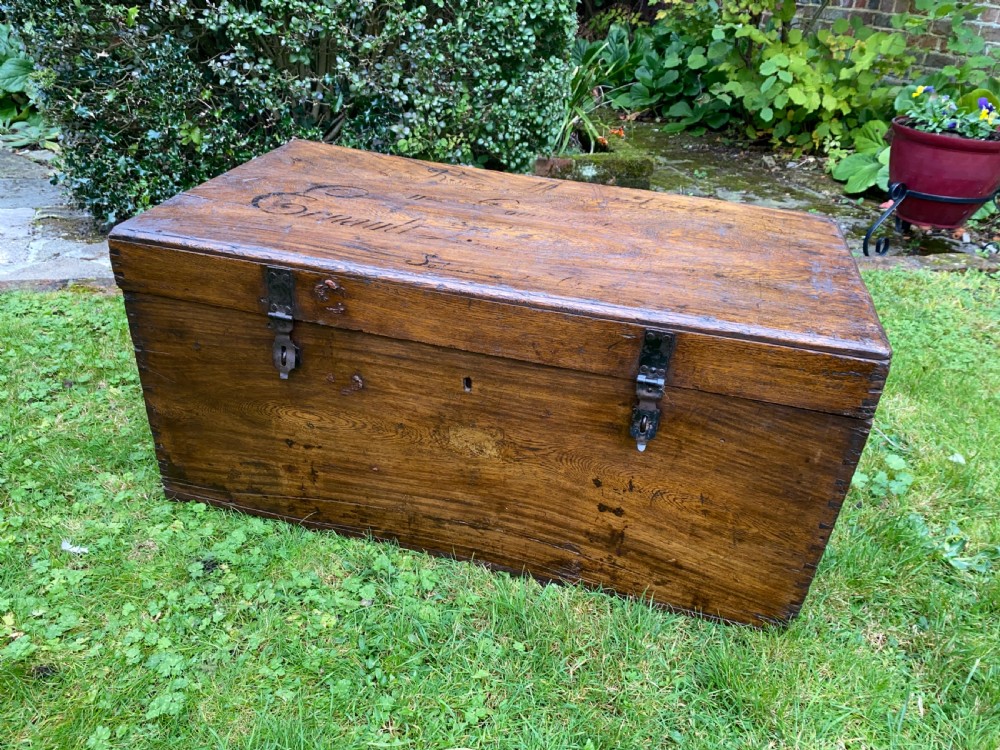 Camphor wood trunk