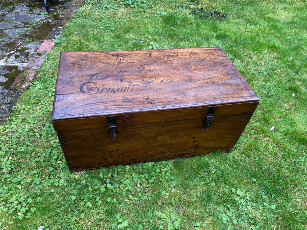 Camphor wood trunk View II
