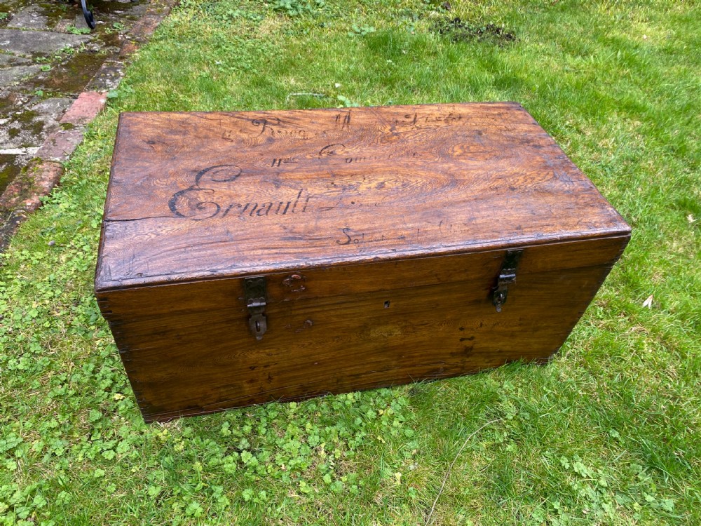 Camphor wood trunk View III