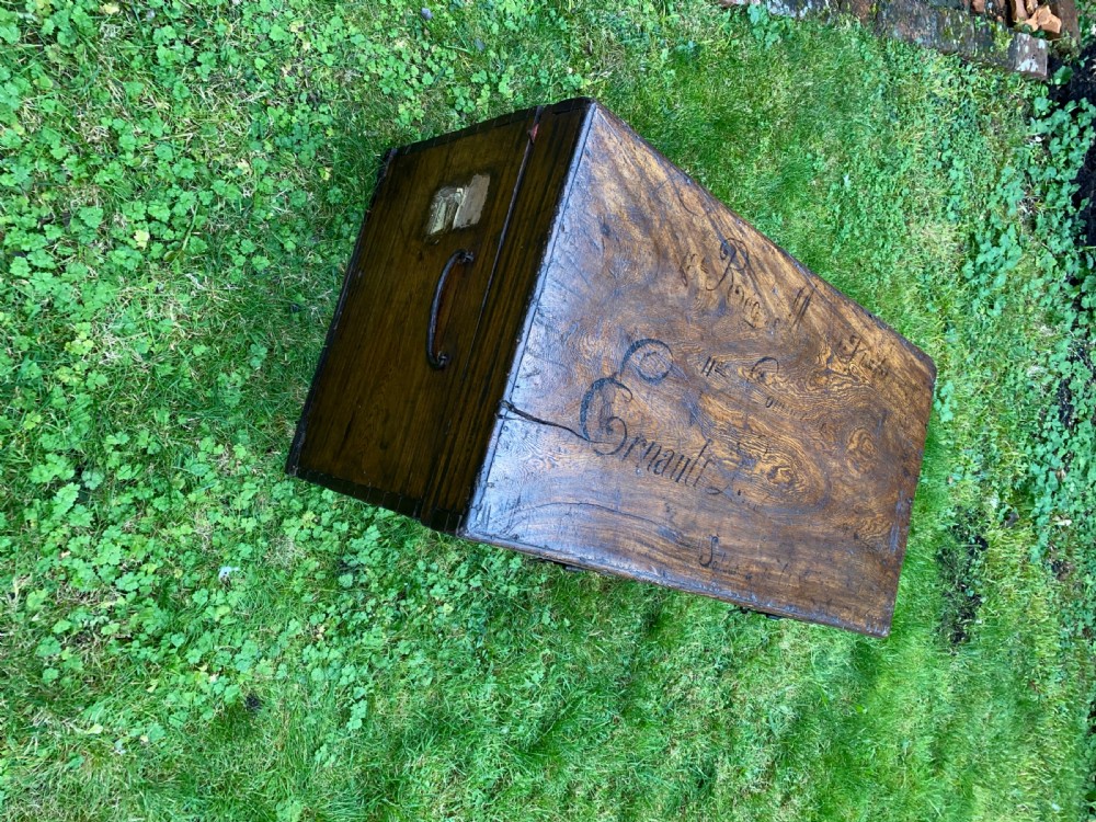 Camphor wood trunk View V