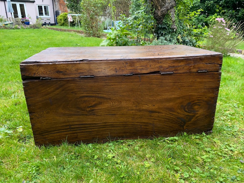 Camphor wood trunk View VI
