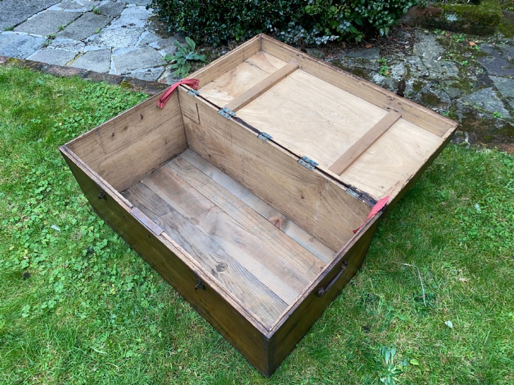 Camphor wood trunk View VII