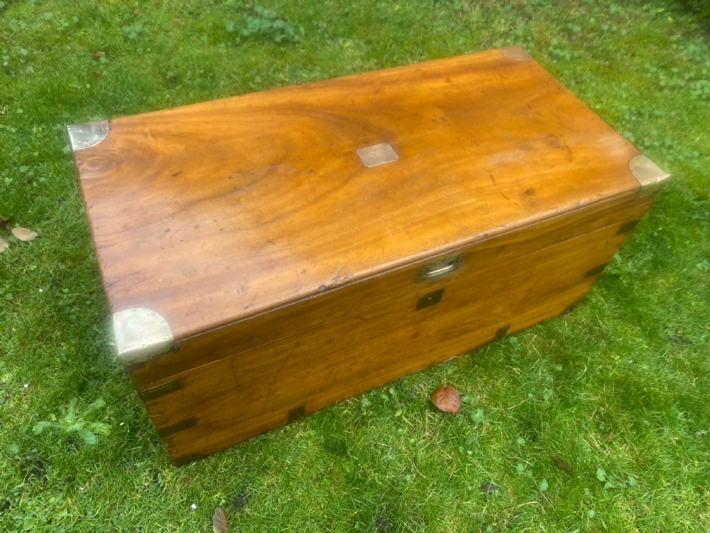 Large  Camphorwood trunk