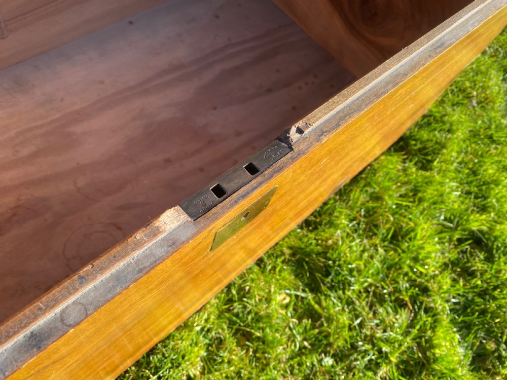 Large  Camphorwood trunk View V
