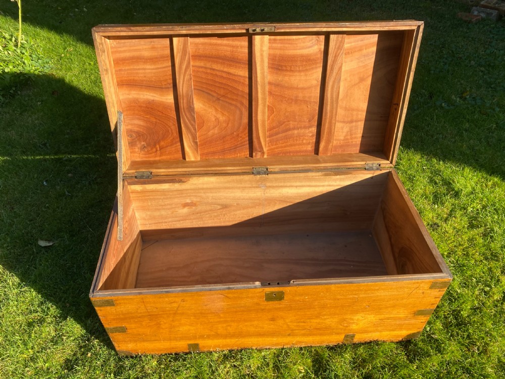 Large  Camphorwood trunk View VI