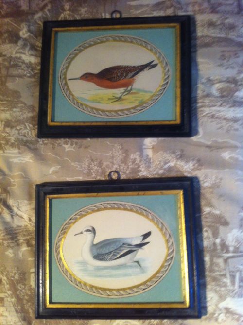 fig 2. A set of eight early Victorian hand-coloured prints depicting various waterfowl inside teal blue mounts with gilt rope-twist oval borders and black wooden frames.