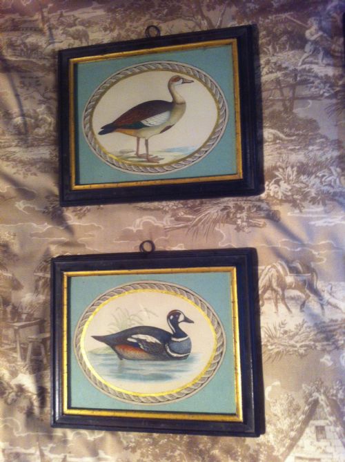 fig 3. A set of eight early Victorian hand-coloured prints depicting various waterfowl inside teal blue mounts with gilt rope-twist oval borders and black wooden frames.