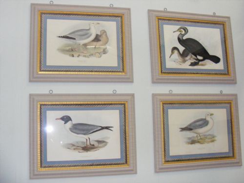 fig 1. Set of four large hand coloured sea bird lithographs by Gould