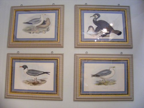 fig 2. Set of four large hand coloured sea bird lithographs by Gould