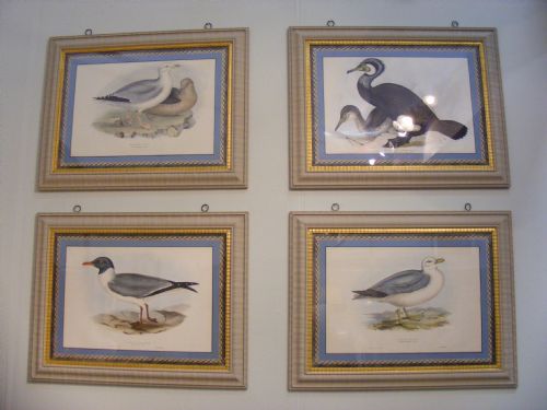 Set of Four Large Hand Coloured Sea Bird Lithographs by Gould