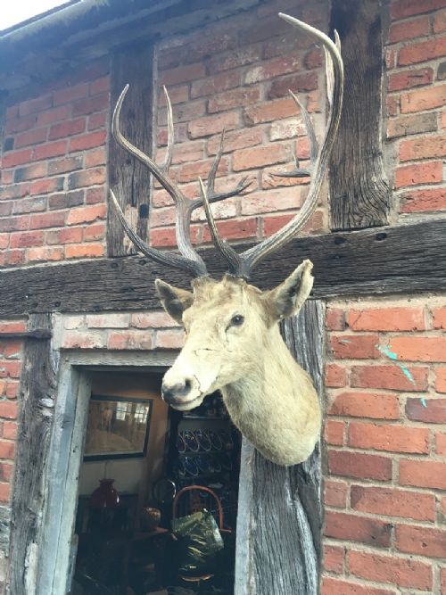 stags head - CATEGORY: ANTIQUE MISCELLANEOUS - DATED EDWARDIAN