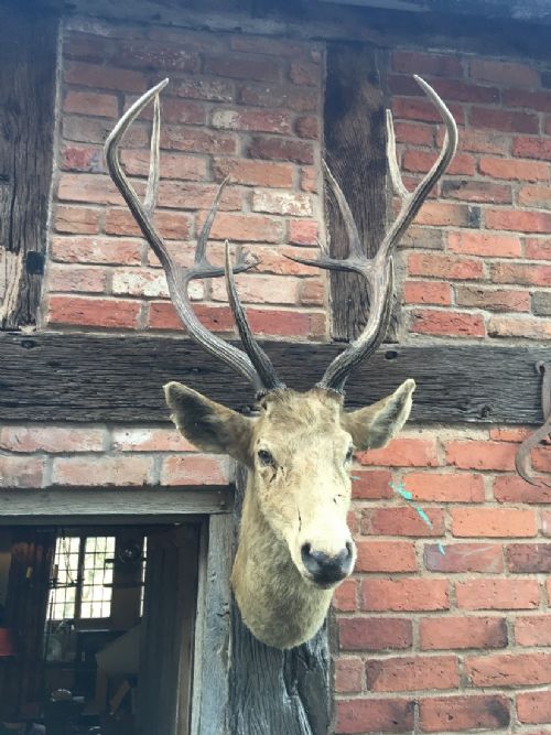 STAGS HEAD - ADDITIONAL PHOTO 1