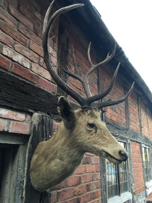 STAGS HEAD - ADDITIONAL PHOTO 2