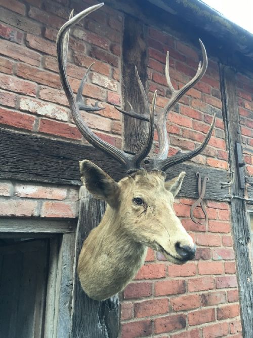 STAGS HEAD - ADDITIONAL PHOTO 3