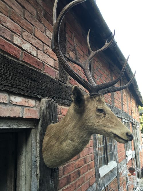 STAGS HEAD - ADDITIONAL PHOTO 4