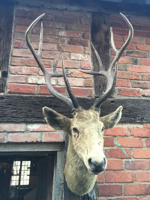 STAGS HEAD - ADDITIONAL PHOTO 5