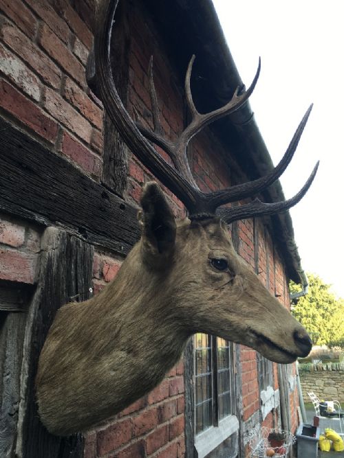 STAGS HEAD - ADDITIONAL PHOTO 6