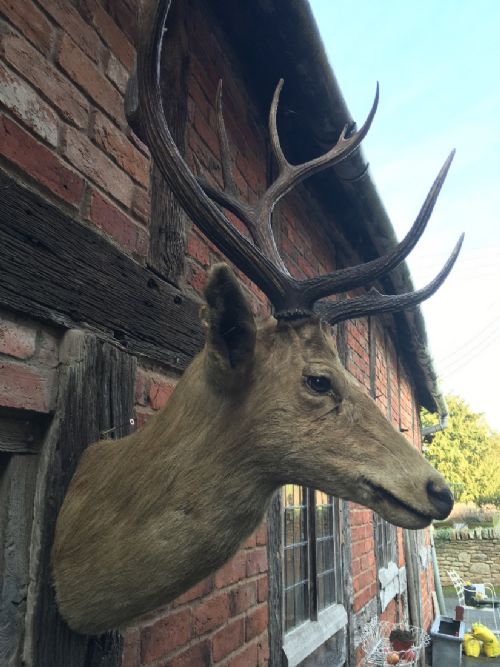 STAGS HEAD - ADDITIONAL PHOTO 7