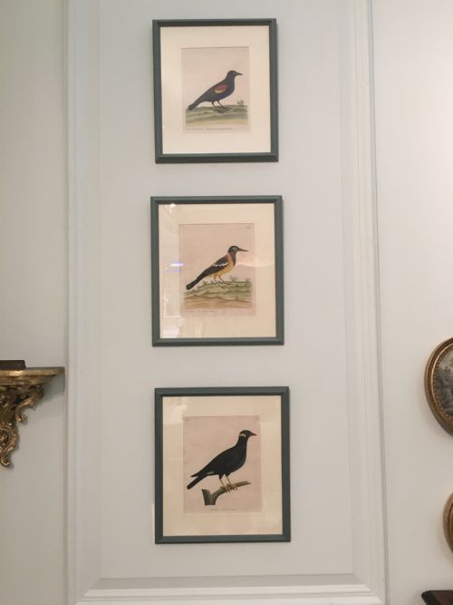 Set of Six 18th Century Ornothological Hand Coloured Etchings by Elizear Albin