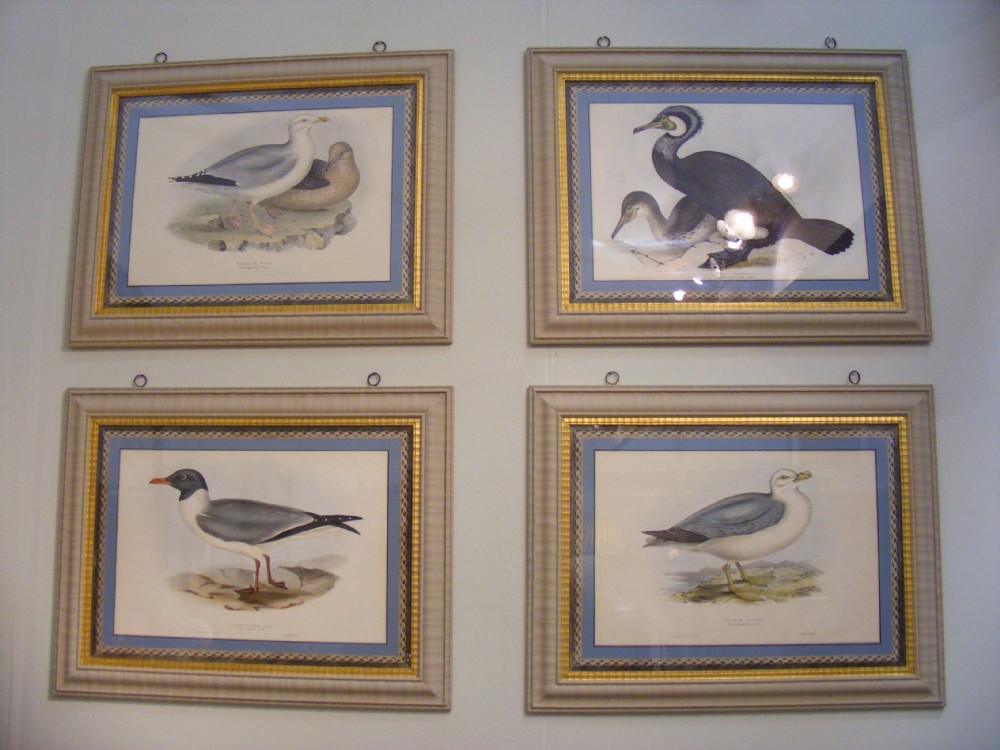 Set of four large hand coloured sea bird lithographs by Gould