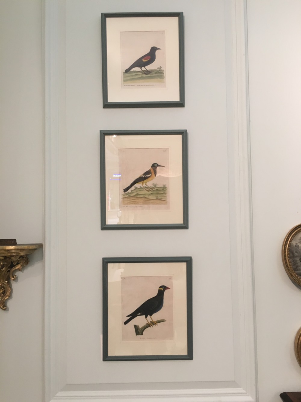 Set of six 18th Century Ornothological hand coloured etchings by Elizear Albin
