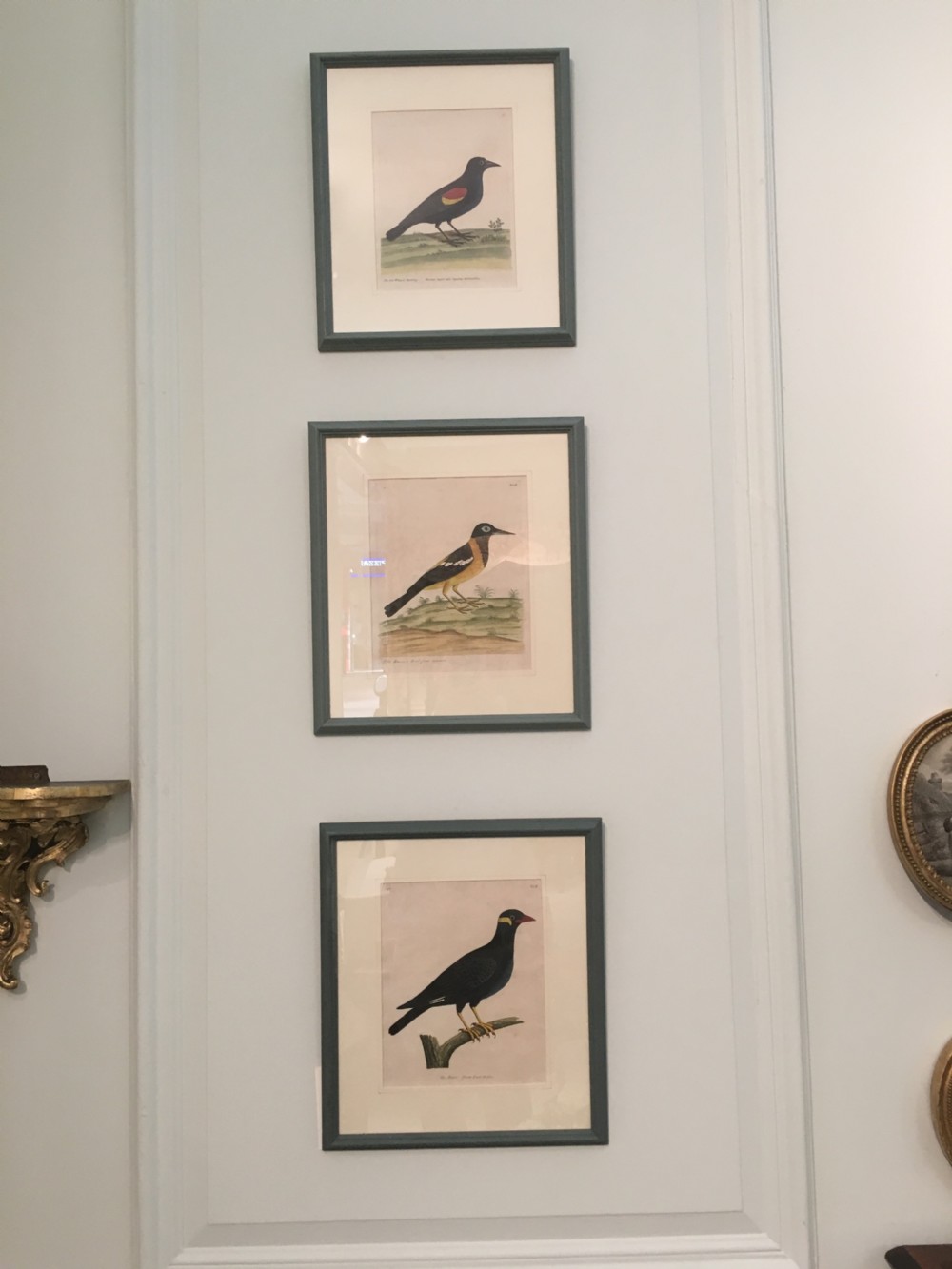 Set of six 18th Century Ornothological hand coloured etchings by Elizear Albin View III