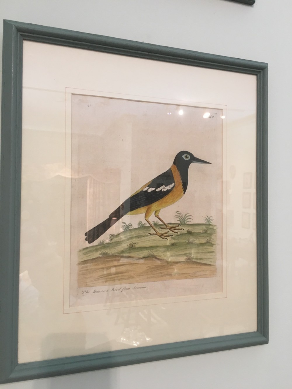 Set of six 18th Century Ornothological hand coloured etchings by Elizear Albin View IV