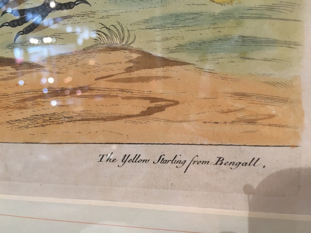 Set of six 18th Century Ornothological hand coloured etchings by Elizear Albin View IX
