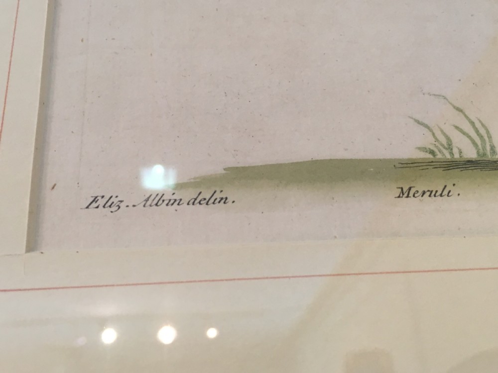 Set of six 18th Century Ornothological hand coloured etchings by Elizear Albin View X