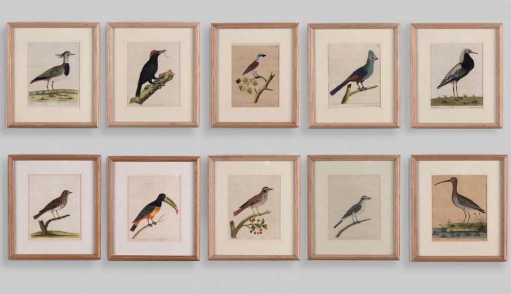 A set of ten framed 18th-century hand-coloured natural history prints depicting various birds, presented in matching light wood frames with off-white mounts.