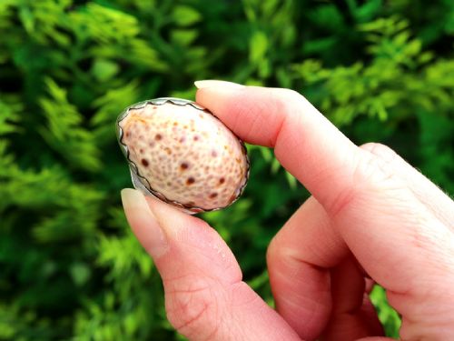 fig 1. A Georgian sterling silver vinaigrette featuring a natural spotted cowrie shell set into a saw-tooth silver mount.