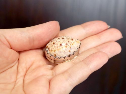 fig 2. A Georgian sterling silver vinaigrette featuring a natural spotted cowrie shell set into a saw-tooth silver mount.