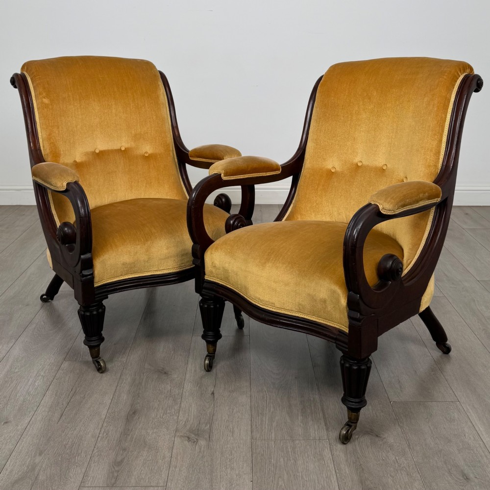 A pair of 19th-century William IV mahogany armchairs upholstered in mustard gold velvet featuring carved scroll arms and turned front legs on brass castors.