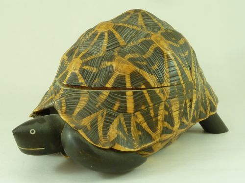 ANGLO INDIAN STAR TORTOISE BOX INLAID EBONY TRINKET JEWELLERY TAXIDERMY - ADDITIONAL PHOTO 2
