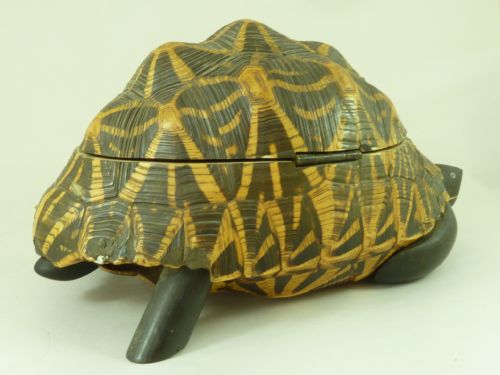 ANGLO INDIAN STAR TORTOISE BOX INLAID EBONY TRINKET JEWELLERY TAXIDERMY - ADDITIONAL PHOTO 1