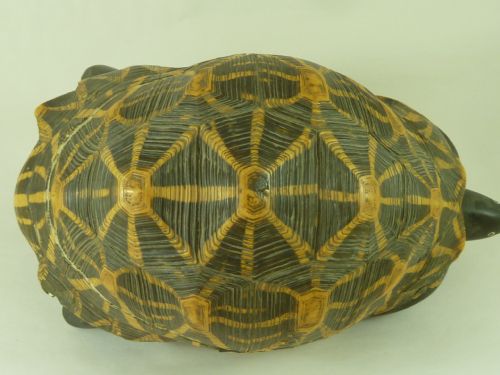 ANGLO INDIAN STAR TORTOISE BOX INLAID EBONY TRINKET JEWELLERY TAXIDERMY - ADDITIONAL PHOTO 6