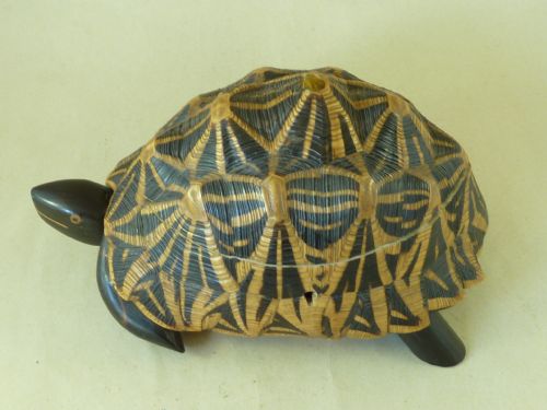 ANGLO INDIAN STAR TORTOISE BOX INLAID EBONY TRINKET JEWELLERY TAXIDERMY - ADDITIONAL PHOTO 3