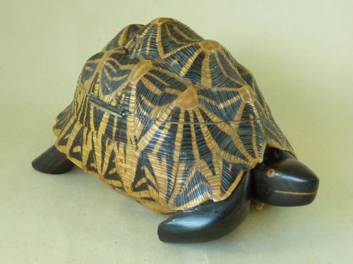 ANGLO INDIAN STAR TORTOISE BOX INLAID EBONY TRINKET JEWELLERY TAXIDERMY - ADDITIONAL PHOTO 4