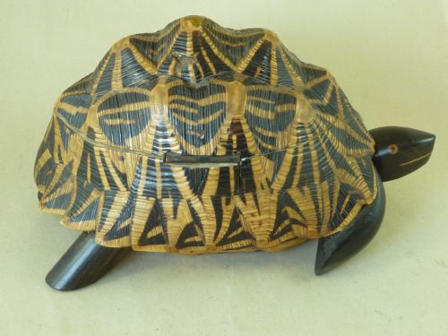 ANGLO INDIAN STAR TORTOISE BOX INLAID EBONY TRINKET JEWELLERY TAXIDERMY - ADDITIONAL PHOTO 5