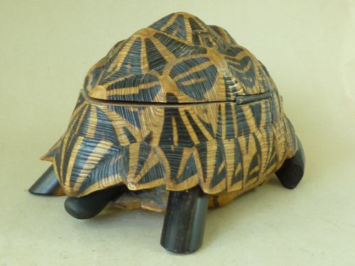 ANGLO INDIAN STAR TORTOISE BOX INLAID EBONY TRINKET JEWELLERY TAXIDERMY - ADDITIONAL PHOTO 6