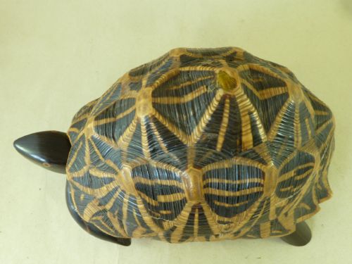 ANGLO INDIAN STAR TORTOISE BOX INLAID EBONY TRINKET JEWELLERY TAXIDERMY - ADDITIONAL PHOTO 7