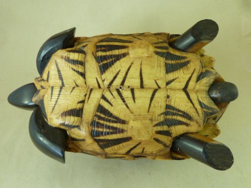 ANGLO INDIAN STAR TORTOISE BOX INLAID EBONY TRINKET JEWELLERY TAXIDERMY - ADDITIONAL PHOTO 8