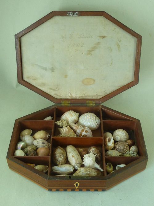 regency sea shell display box valentine inlaid rosewood antique - CATEGORY: ANTIQUE MISCELLANEOUS - DATED REGENCY